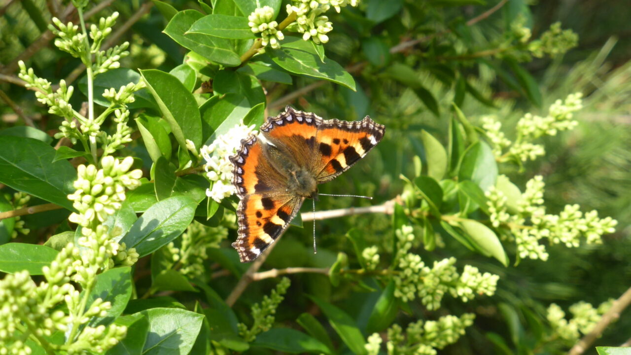scotscape gardening butterfly