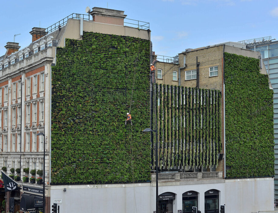 Living Wall Reubens hotel