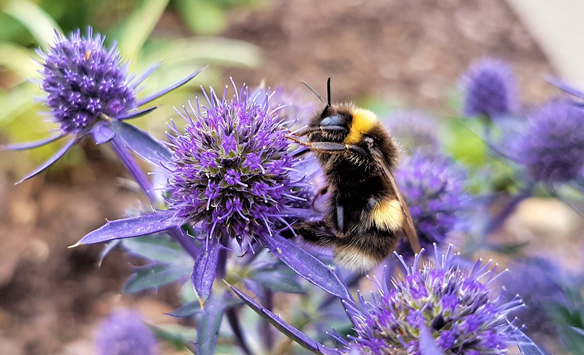 biodiversity bees