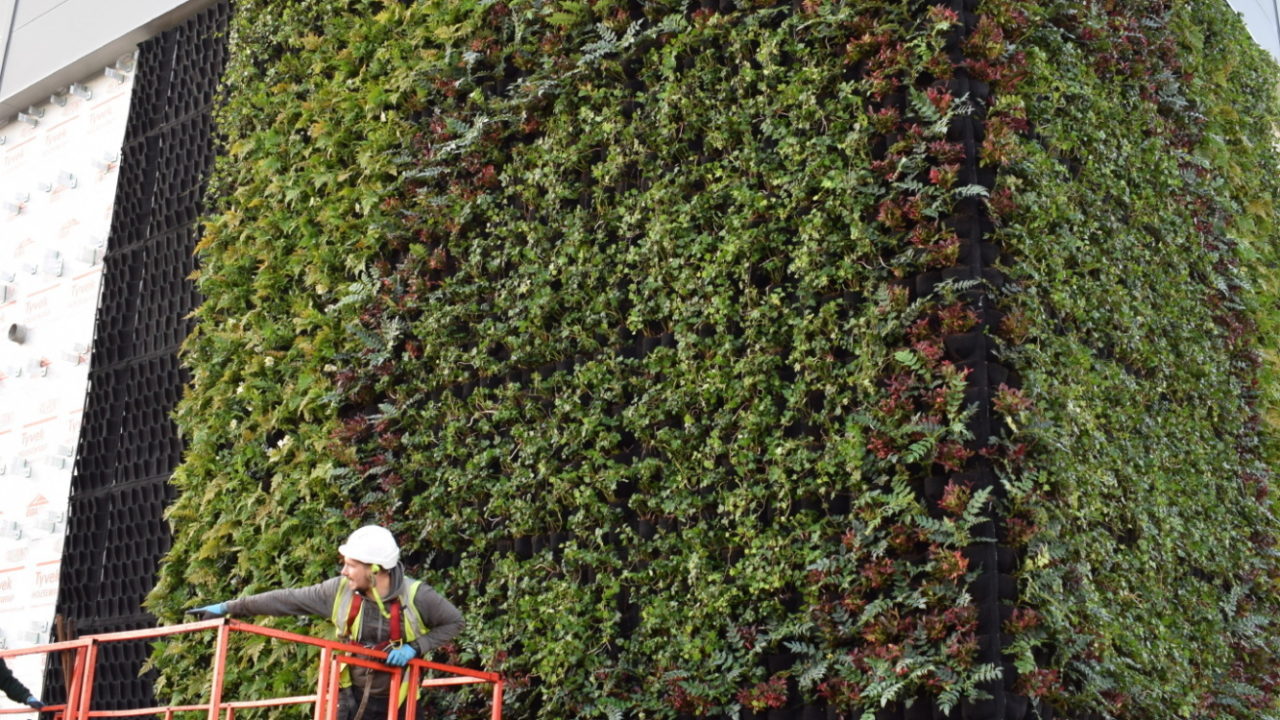 living wall install maintenance