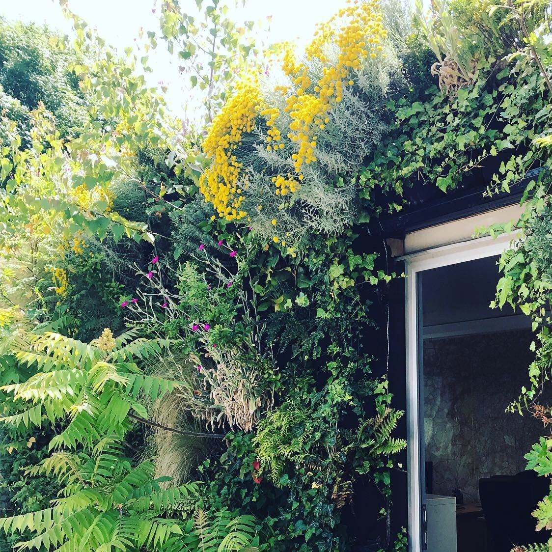 living walls exterior bushy