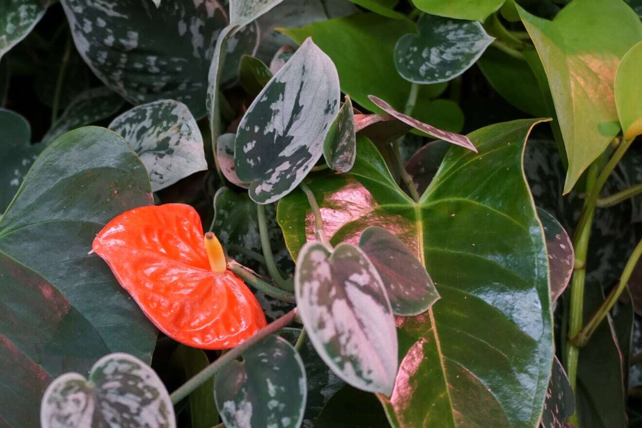 living walls interior office jungle leaves