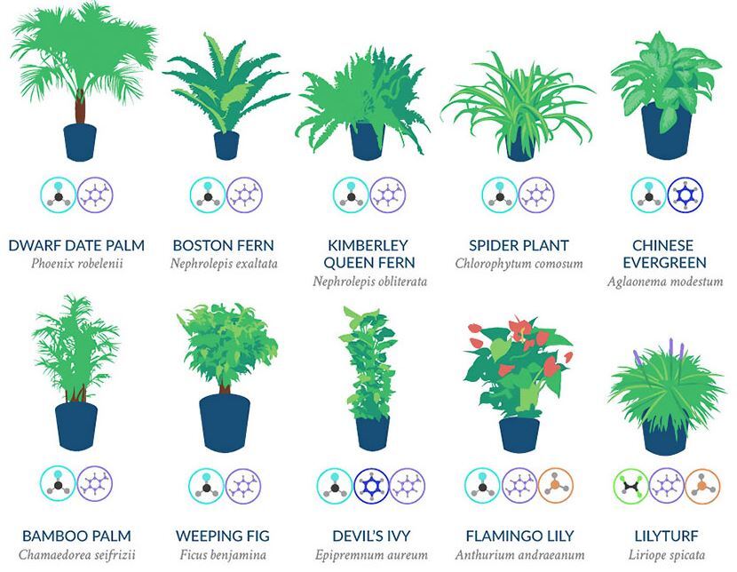 scotscape top ten indoor plants
