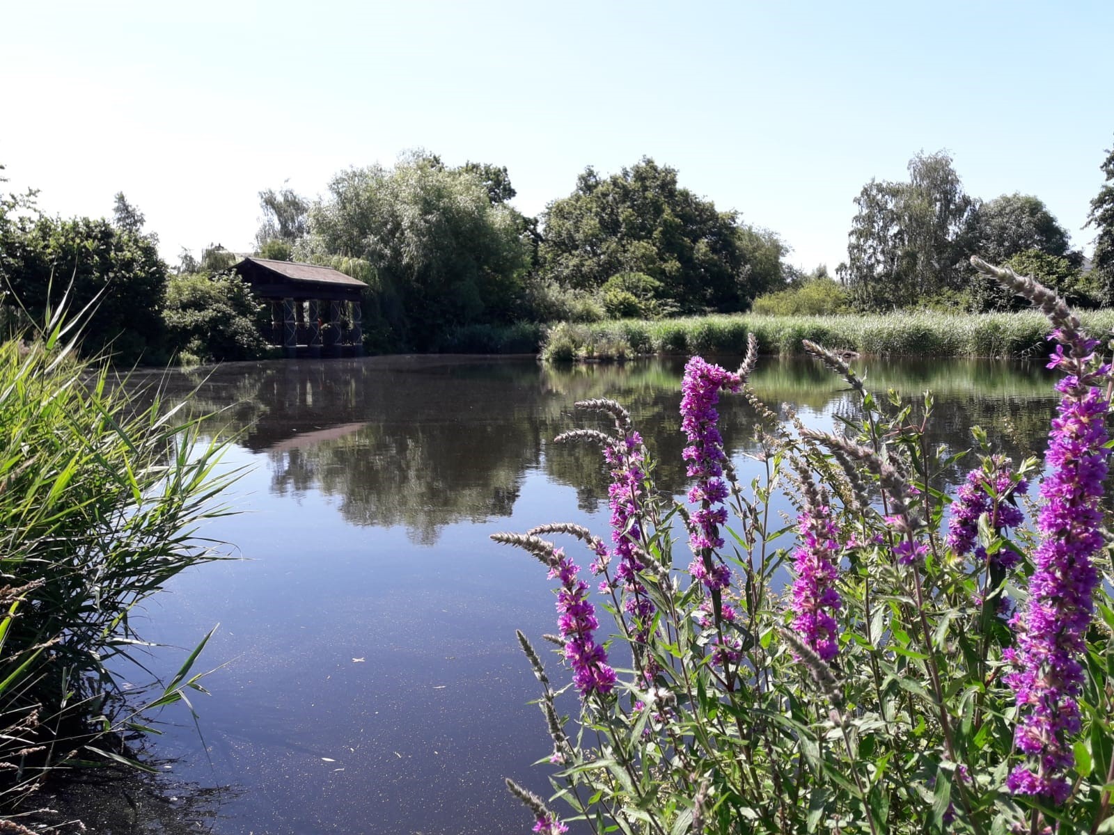 barnes waterside pond