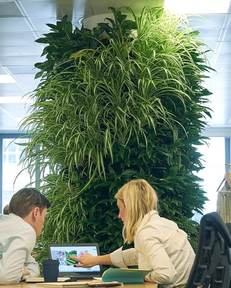 living walls plants office people laptop
