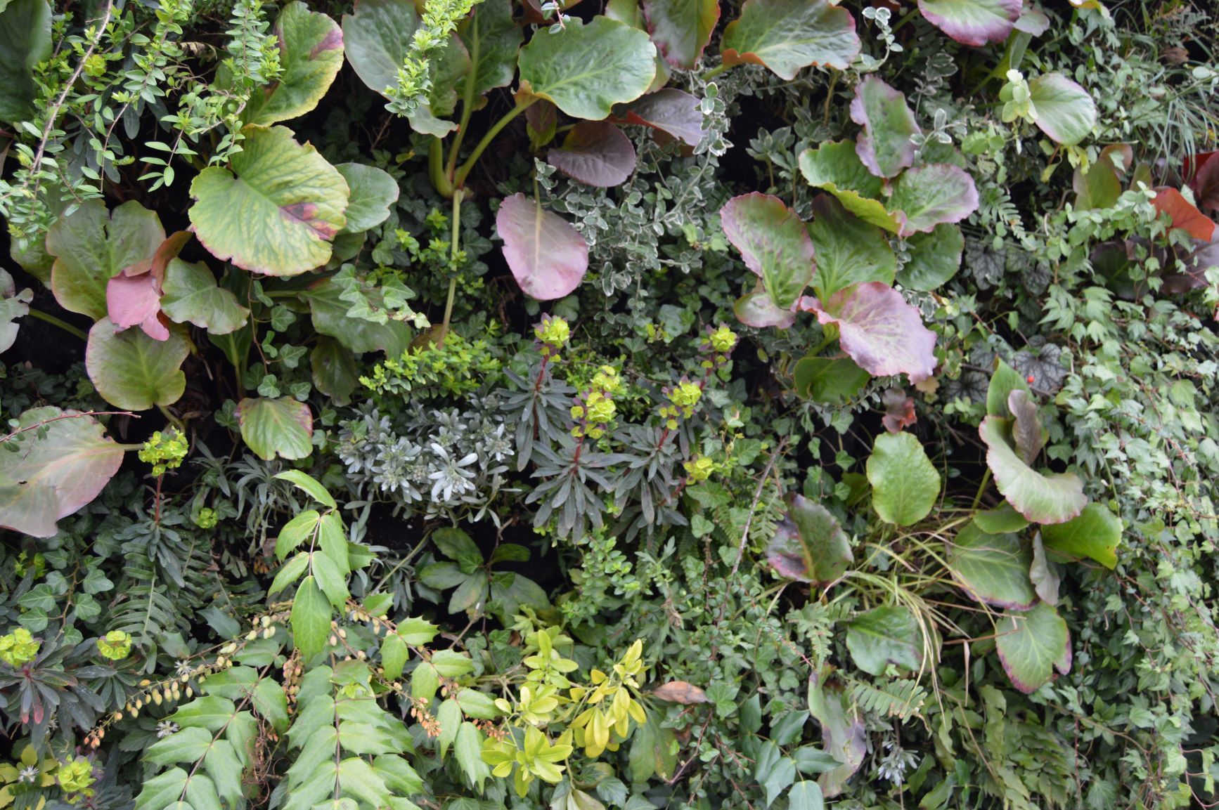  living wall training day scotscape 2019 close up