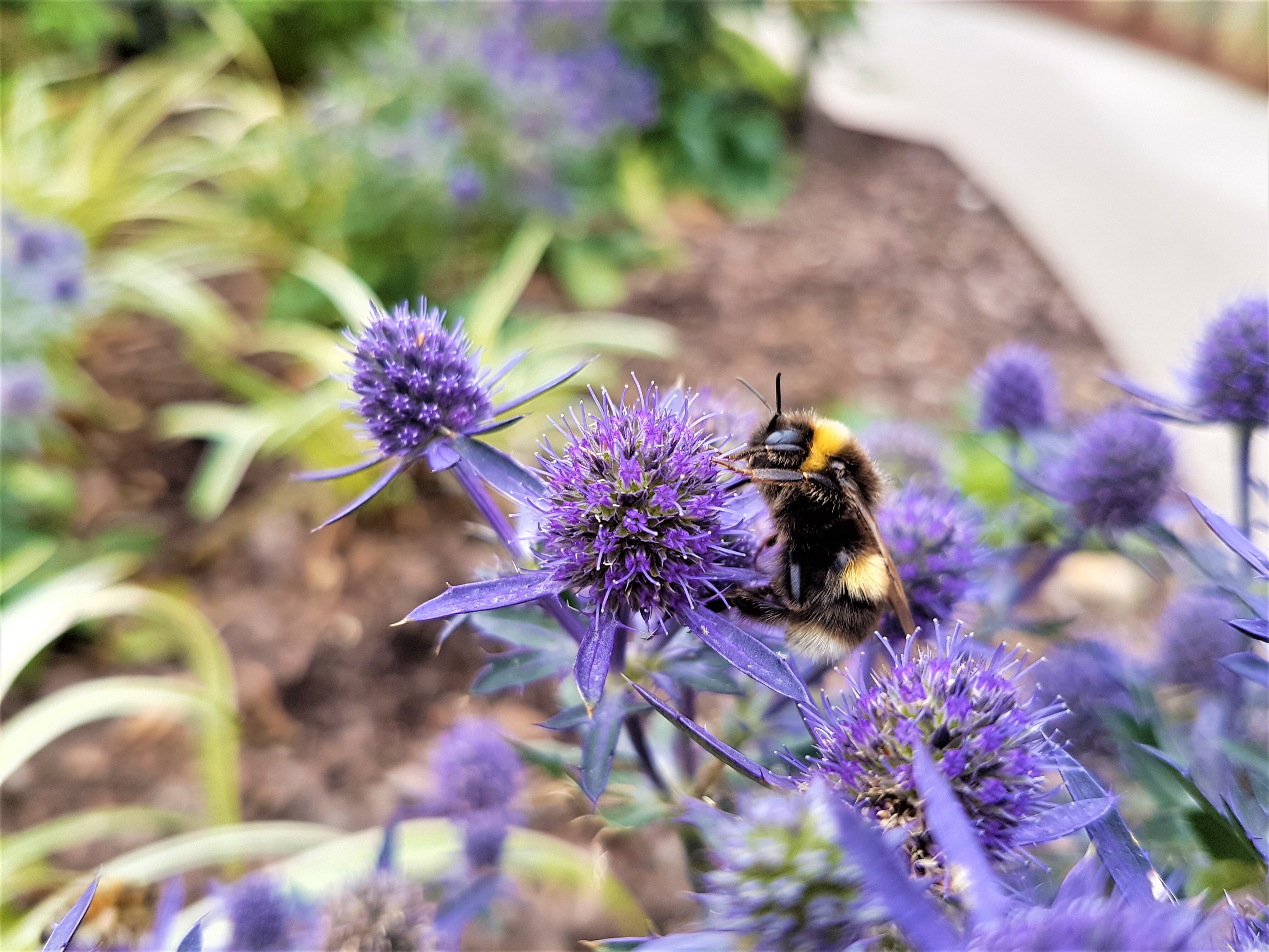 bees 2