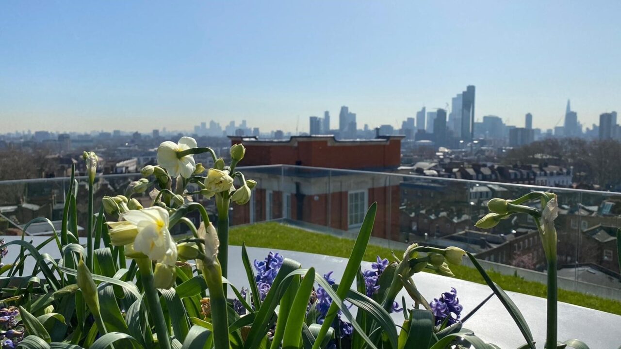 Islington Square Roof Gardens Plants Skyline