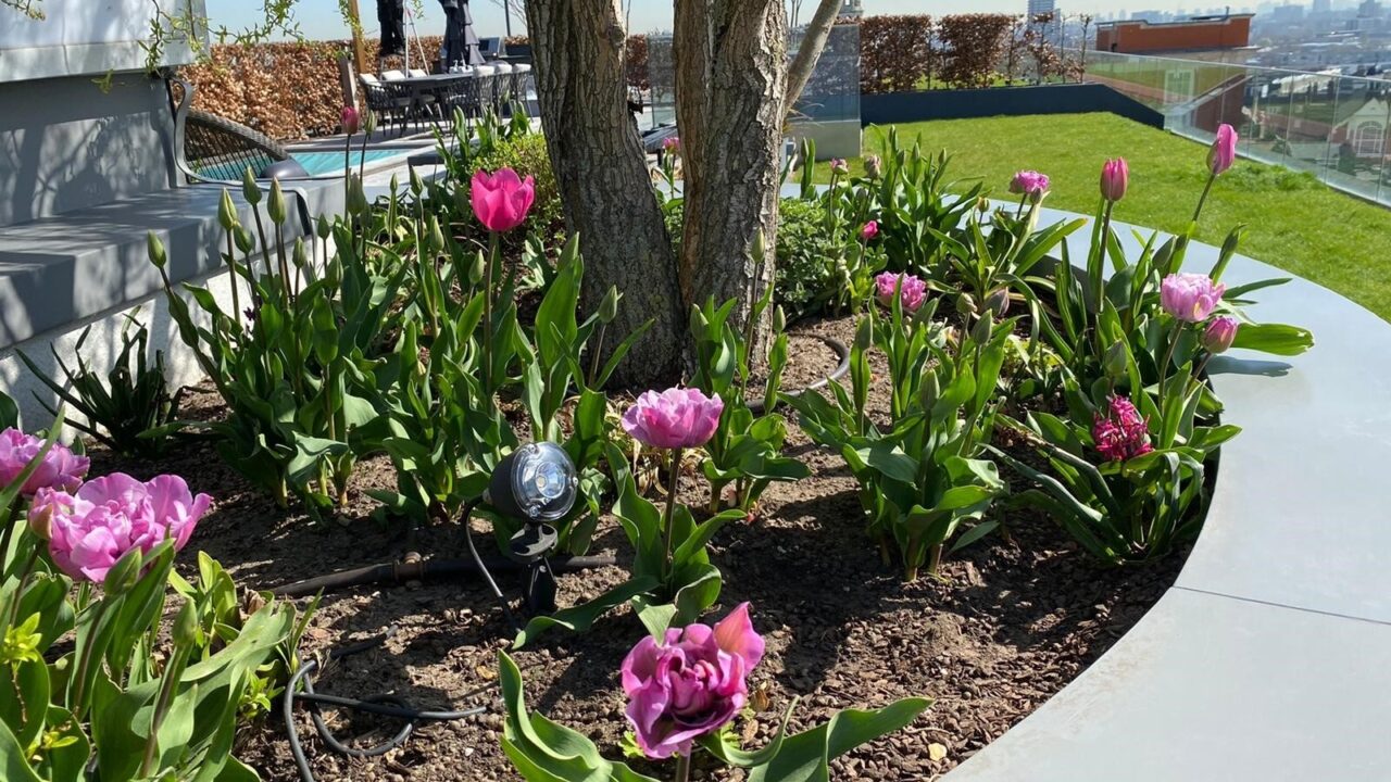 Landscape Management Islington Square Bloom