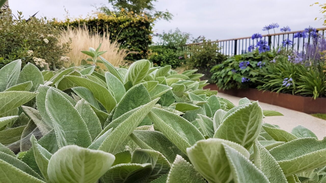 Landscape Management Islington Square Lamb Ears