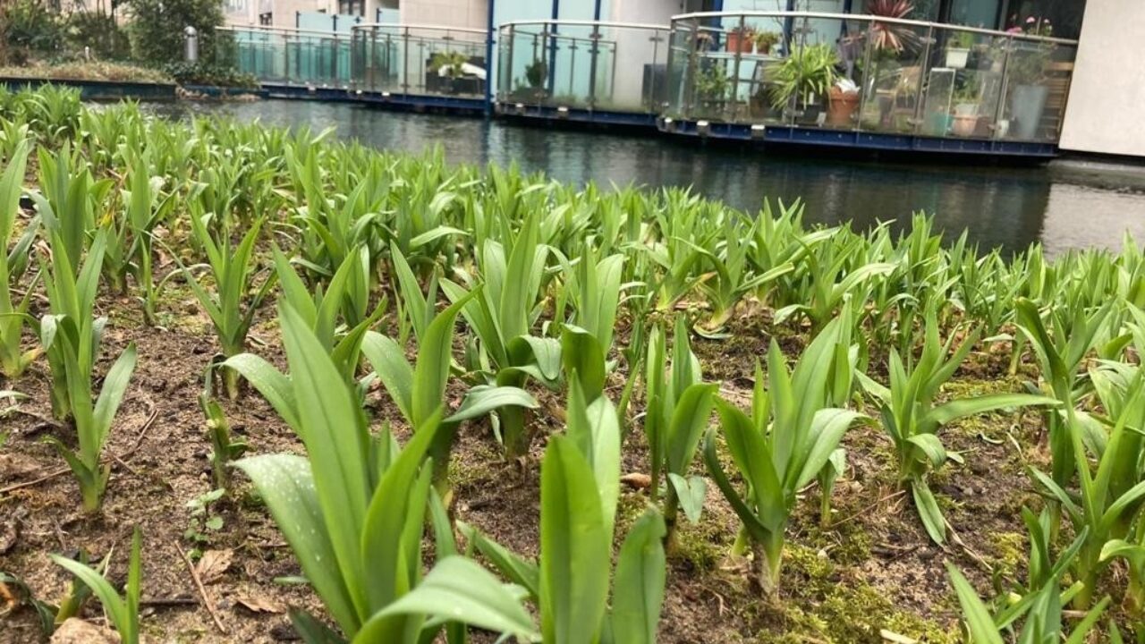 Landscape Maintchance Chelsea Bridge Planting