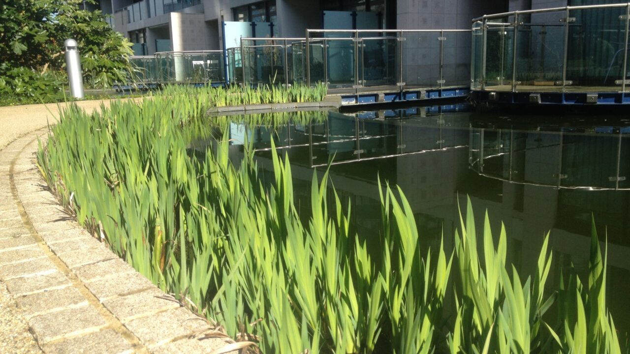 Landscape Maintchance Chelsea Bridge Water Lillies