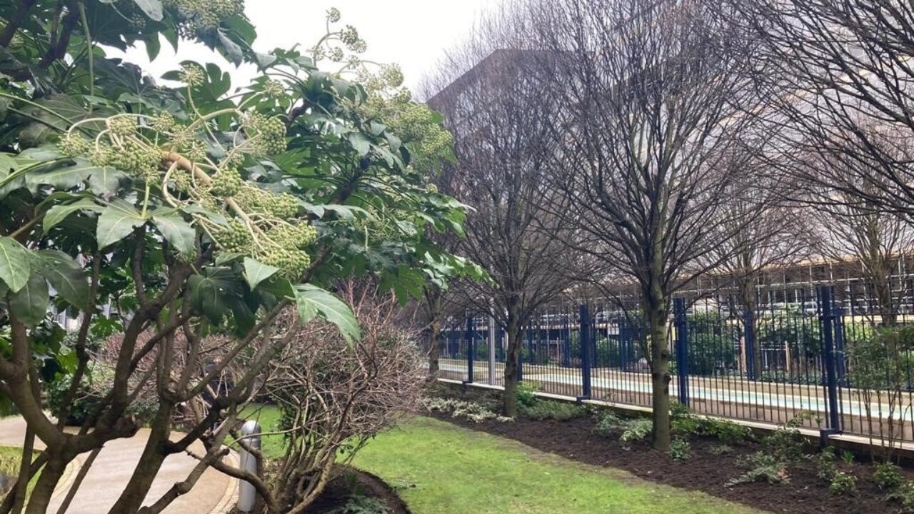 Landscape Maintchance Chelsea Bridge Winter Trees