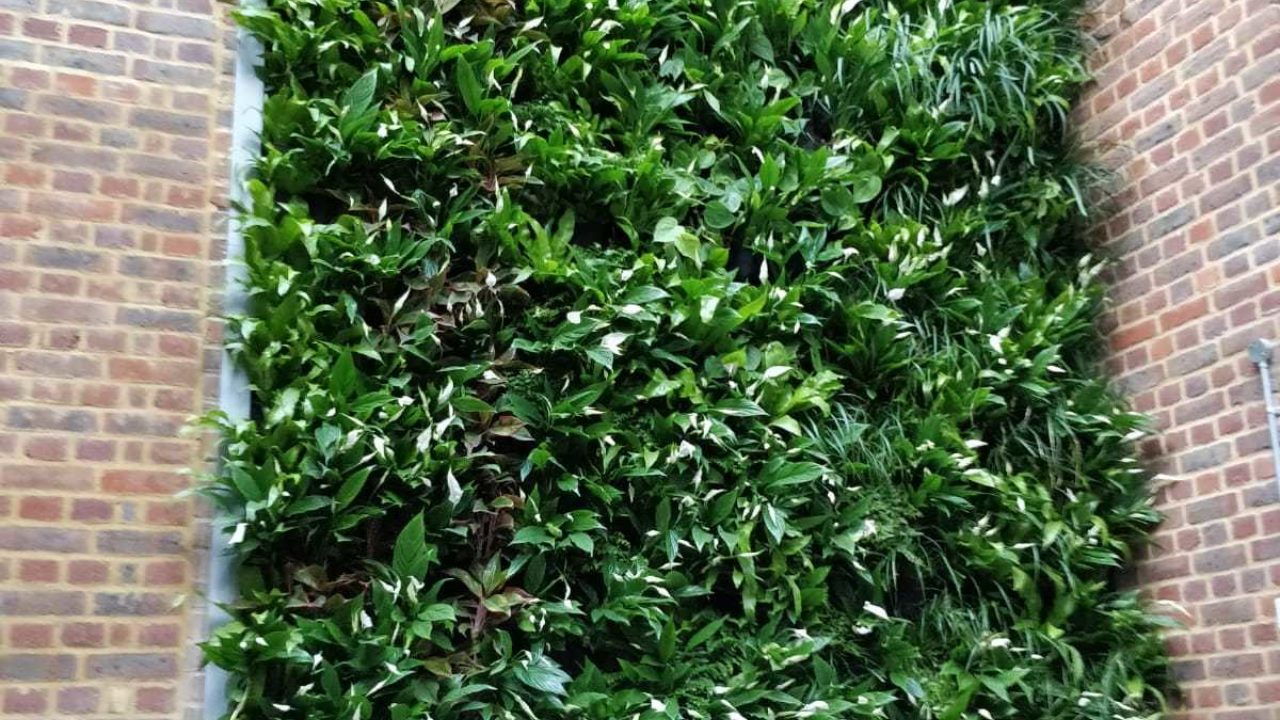 Living Wall Hampton School Planting