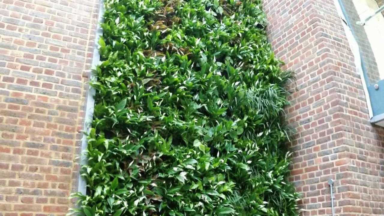 Living Wall Hampton School