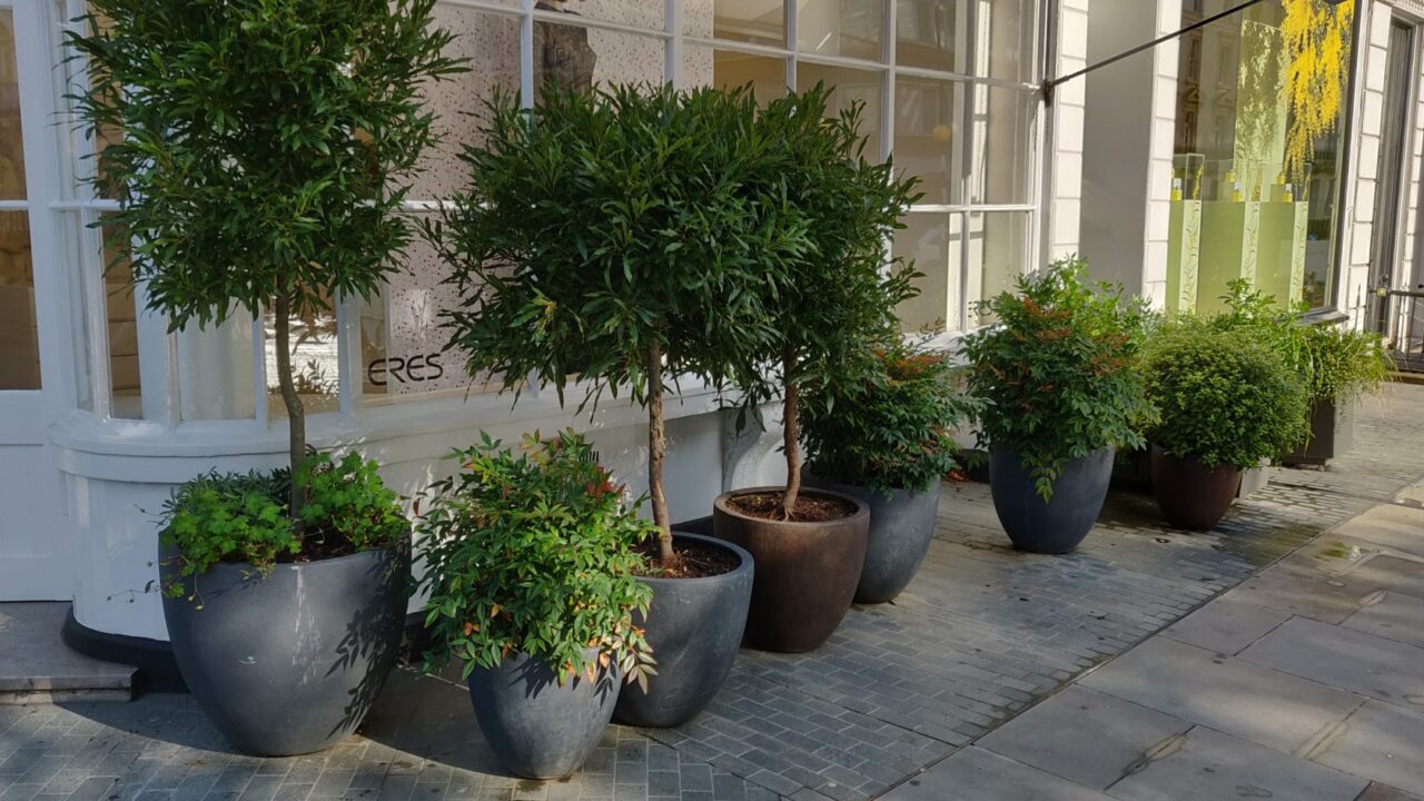 Urban Greening Motcomb Street Grosvenor Tree Pots