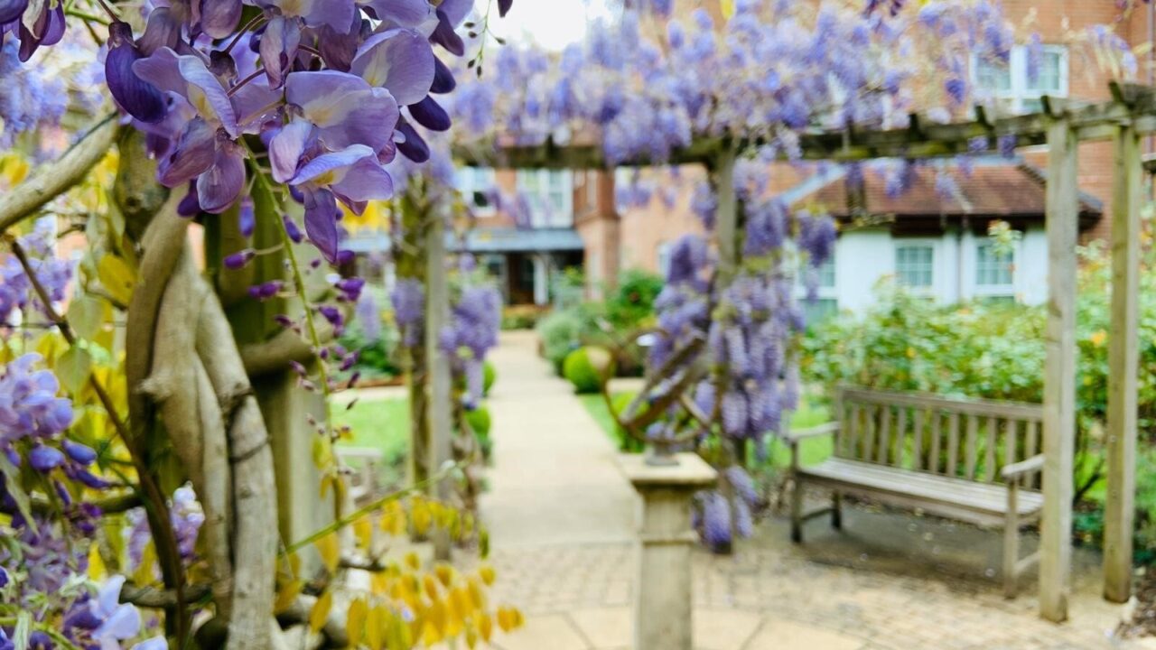 Landscape Maintenance Sunrise Care Home Esher Closeup