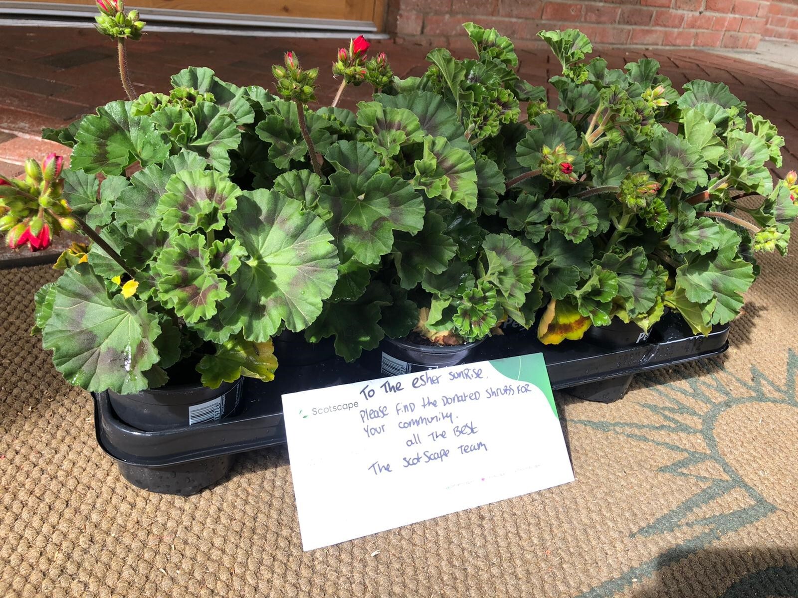 sunrise care home esher plants