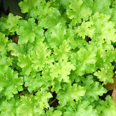Heuchera Lime Marmalade