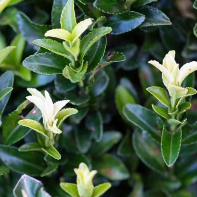 Euonymus Japonicus Paloma Blanca