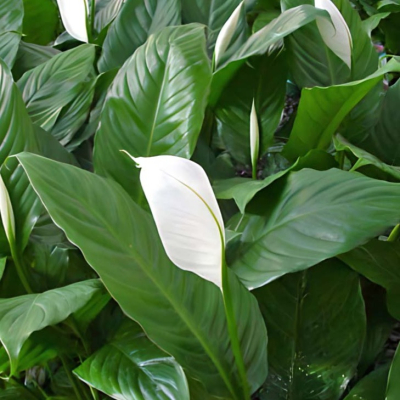 06 01 Spathiphyllum Wallisii Peace Lily