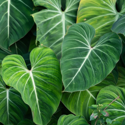 06 02 Philodendron Gloriosum Velvet Philodendron