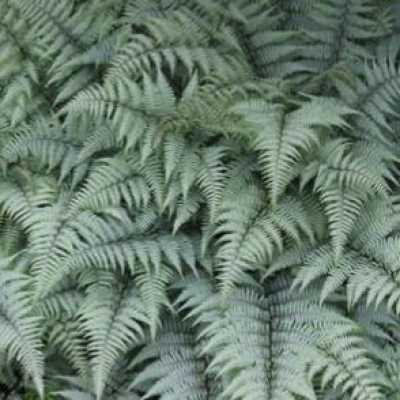 06 03 Athyrium X Ghost Fern   2