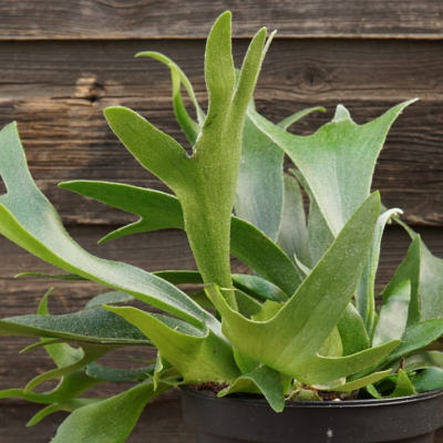 06 04 Platycerium Bifurcatum Staghorn Fern 2