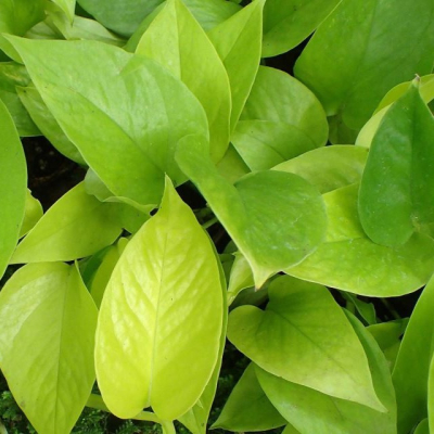 06 05 Epipremnum Aureum Neon