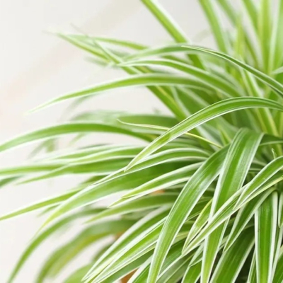 06 06 Chlorophytum Comosum Spider Plant