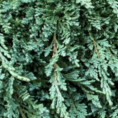 Conifer - Juniperus Horizontalis Pancake