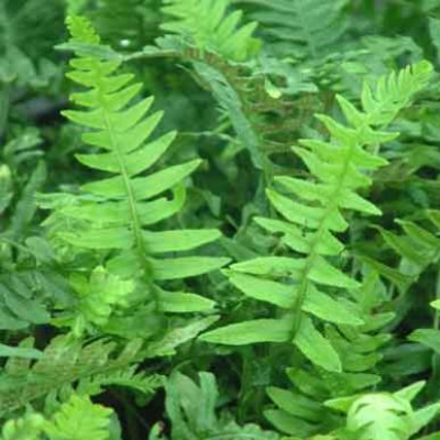 Polypodium Vulgare Common Polypody