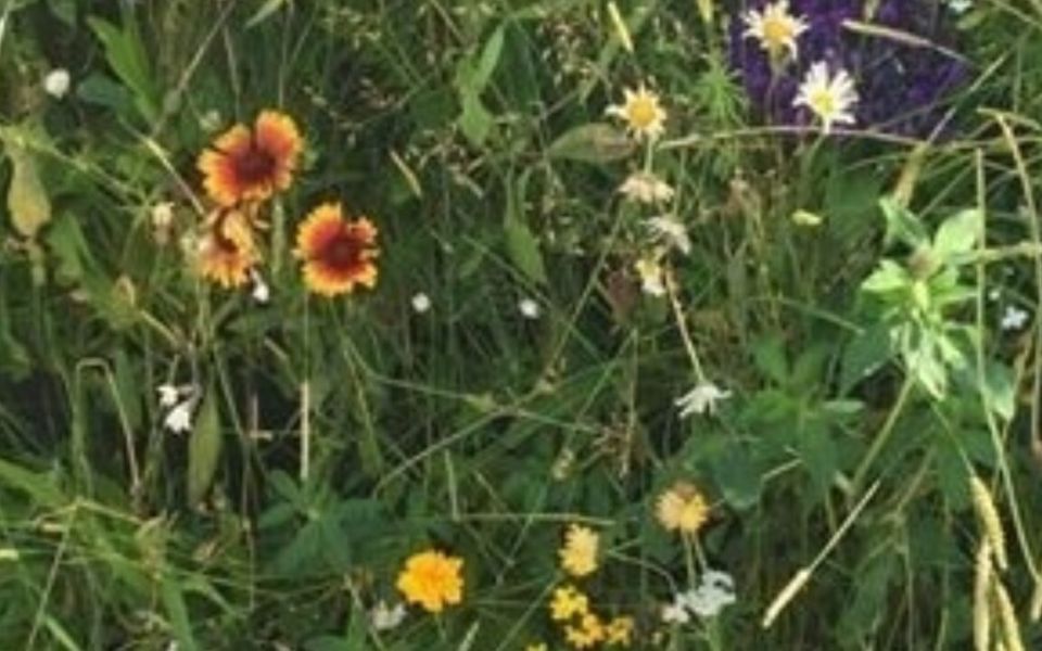 living walls biodiversity wildflowers