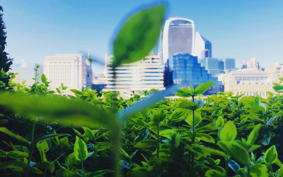 plants london skyline closeup