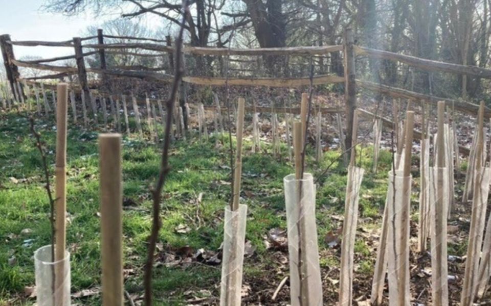 landscape maintenance hedging wimbledon hill