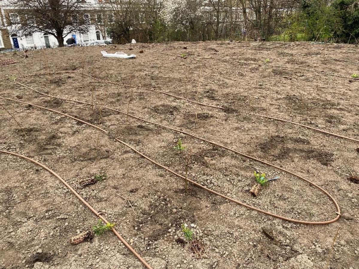 Freshly planted micro-forest