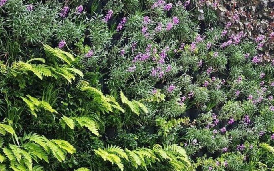 Scotscape  living-wall fire retardancy