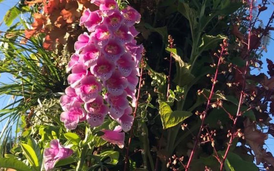 living pillar biodiversity week