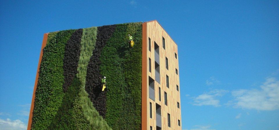 Living Wall Maintenance