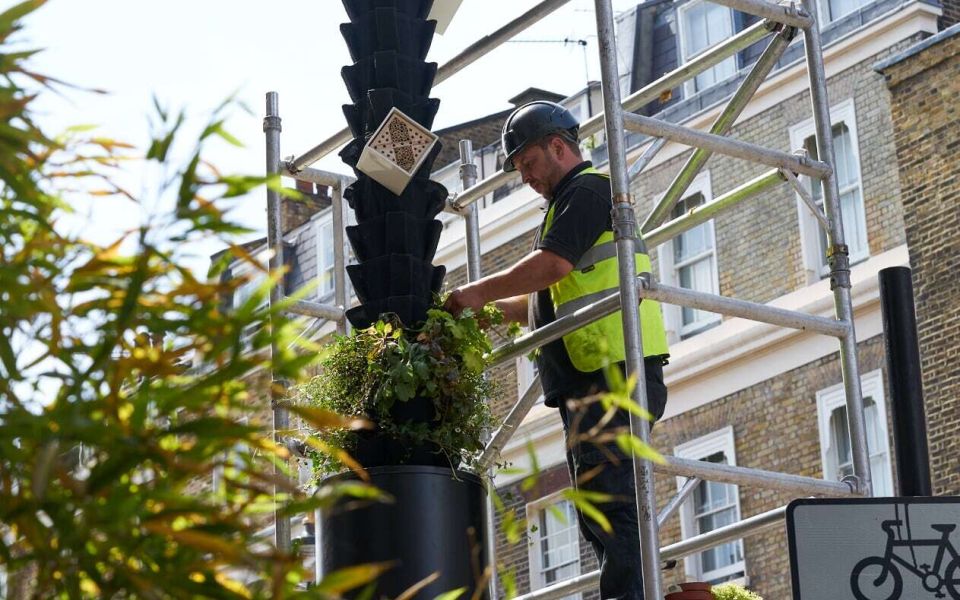 living pillars planting