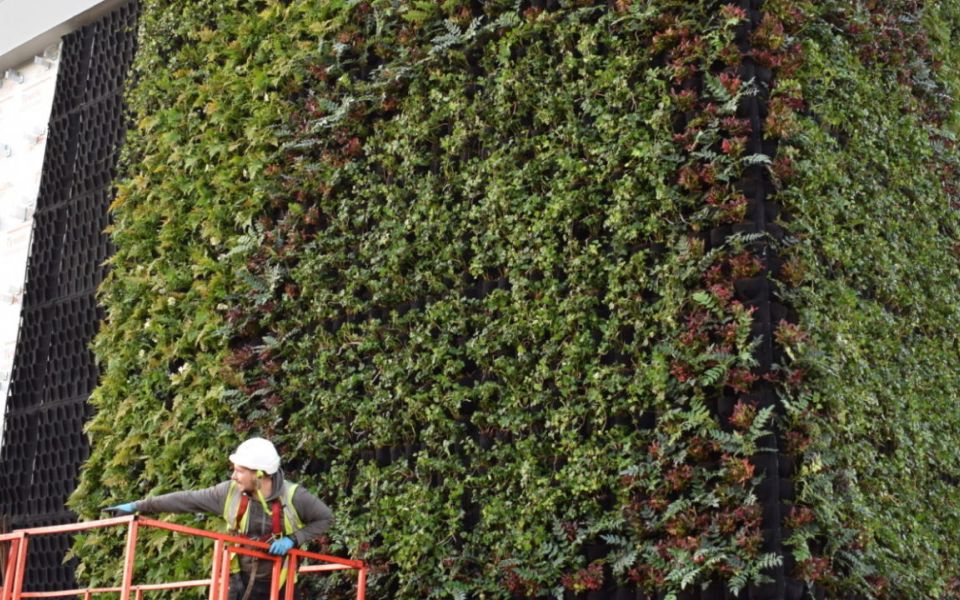 living wall install maintenance
