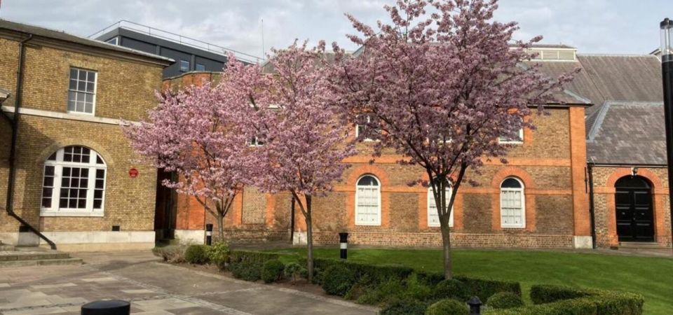 Trees in city