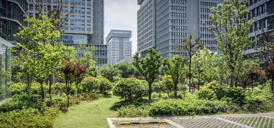 Trees in city