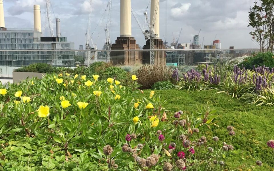 biodiversity roof top planting battersea