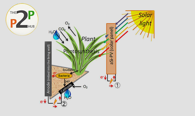 Research with Cambridge University Plant to Power