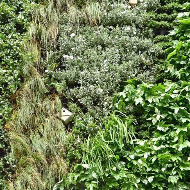 bird box Living Wall Installation