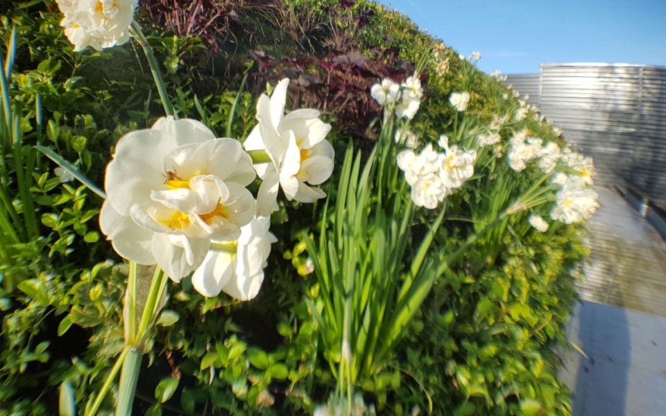 living walls porche spring cropped