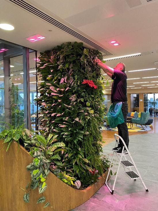 Specialists maintaining  a Living wall 